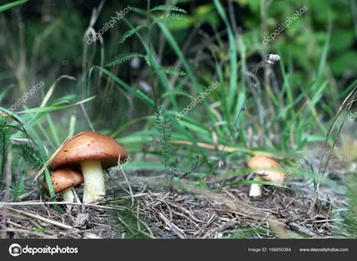 Обои осень, лес, трава, свет, природа, поляна, грибы, гриб, листок, мох,  грибочки, боке, дубовый картинки на рабочий стол, раздел природа - скачать