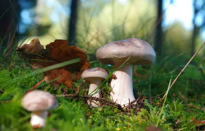 Лучшие съедобные грибы и 3 вида ядовитых