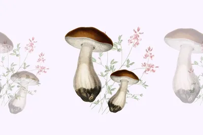 Друзья: Съедобные грибы не съедобные