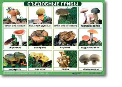 Грибы в августе, какие грибы собирать в авгусе, правила грибника, журнал  \"Охота и рыбалка\"