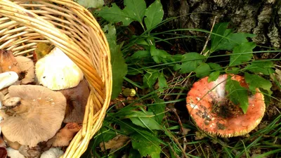 Массовые отравления грибами в Ростовской области подробности