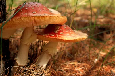 В Ростовской области зарегистрирован первый случай отравления грибами - ИА  REGNUM