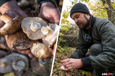 Где собирать грибы под Ростовом осенью 2022 года? Самые грибные места Ростовской  области - 27 октября 2022 - 161.ru