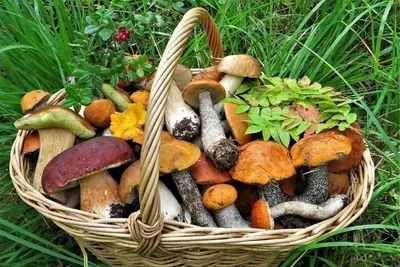 Семеро жителей Ростовской области отравились грибами | Газета Рассвет
