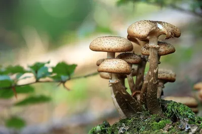 Несколько человек уже отравились грибами в Ростовской области в октябре »  Privet-Rostov.ru - Главные новости Ростова и Ростовской области