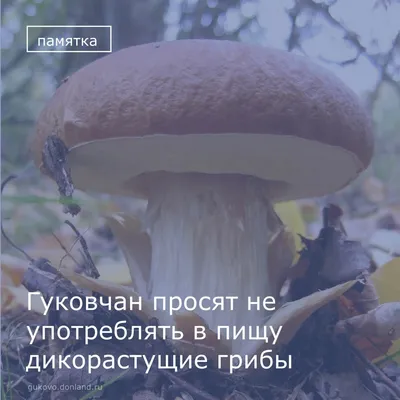В Ростовской области участились случаи отравлений грибами | Звезда Шахтера