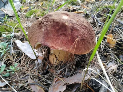 Два человека отравились грибами в Ростовской области | Мартыновский вестник