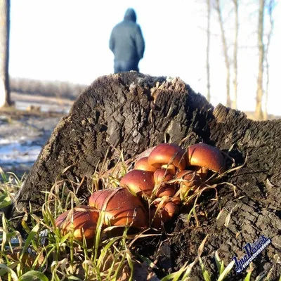 Грибная поляна в феврале поразила жителей хутора в Ростовской области —  Советы грибника