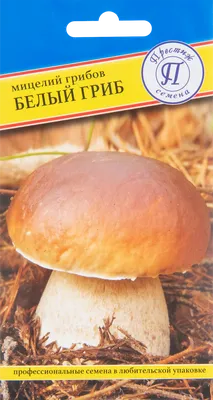 Мицелий Белый гриб 60 мл в Ростове-на-Дону – купить по низкой цене в  интернет-магазине Леруа Мерлен
