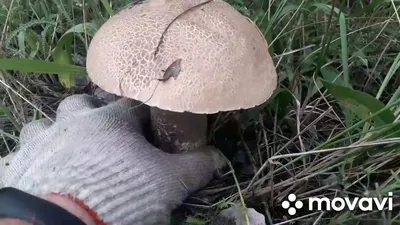 грибы в Ростовской области #грибыростовскаяобласть - YouTube