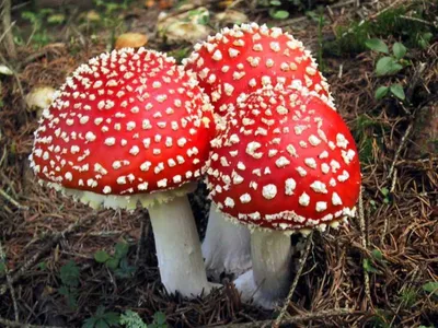 Осторожно грибы – МБУ Чертковский ЦСО