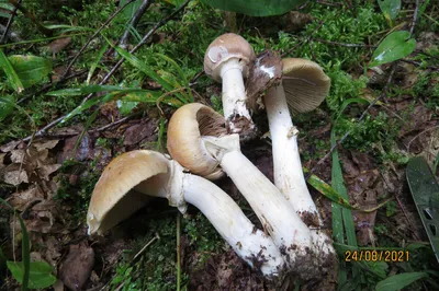 Колпак кольчатый (Cortinarius caperatus). Фото на сайте \"Грибы: информация  и фотографии\"