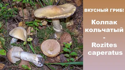 Вкусный гриб! Колпак кольчатый - Rozites caperatus. - YouTube