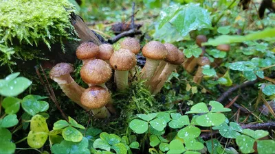 20 g Frische Cortinarius caperatus Mycelium GYPSY Pilz - Etsy Österreich