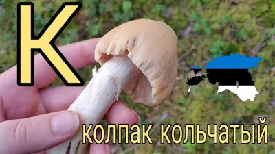 Колпак кольчатый 🍄 Грибной справочник Эстонии 🇪🇪 - YouTube