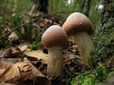 Колпак кольчатый (Cortinarius caperatus). Фото на сайте \"Грибы: информация  и фотографии\"