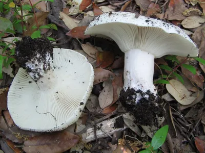 Подгруздок белый (Russula delica) фото и описание