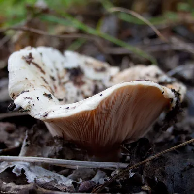 Подгруздок белый (Russula delica) – Грибы Сибири