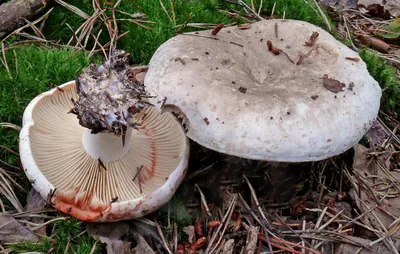 Подгруздок чернеющий (Russula nigricans) фото и описание