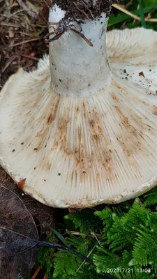 Подгруздок белый (Russula delica) фото и описание