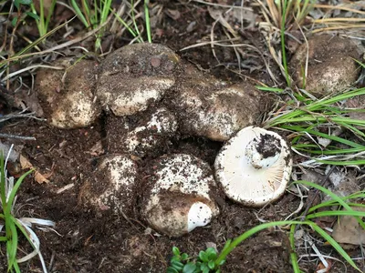 Вячеслав Степанов: Грибы Калужской области - Подгруздок бело-черный  (Russula albonigra)