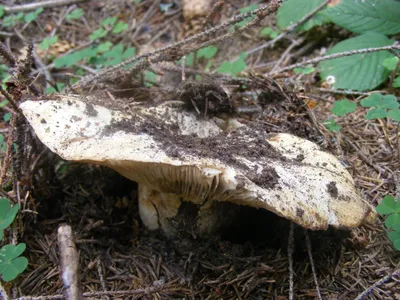 Подгруздок белый (Russula delica) фото и описание