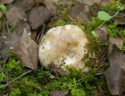 Подгруздок черный, Russula adusta - Грибы Средней Полосы