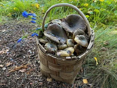 Черный груздь (Lactarius necator): описание, где растет, как отличить, фото  и сходные виды