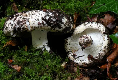 Подгруздок белый (Russula delica) фото и описание