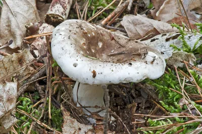 Подгруздок бело-черный (Russula albonigra) фото и описание