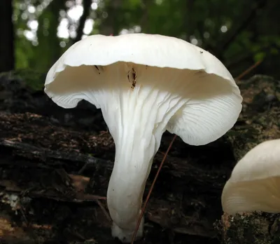 Вёшенка лёгочная (Pleurotus pulmonarius) фото и описание