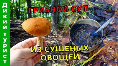 🍄 ГРИБ САРКОСЦИФА - где собирать, как готовить. Первые весенние грибы -  YouTube