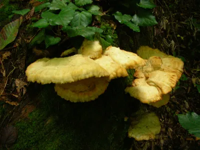 Вёшенка лёгочная (Pleurotus pulmonarius) фото и описание