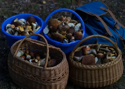 Вёшенка лёгочная (Pleurotus pulmonarius) фото и описание