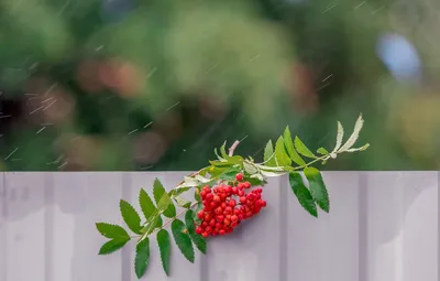 Обои осень, листья, ягоды, дождь, забор, рябина, боке, гроздья рябины  картинки на рабочий стол, раздел природа - скачать