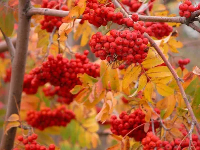 Обои осень, листья, ветки, природа, ягоды, темный фон, дерево, плоды,  красная, рябина, гроздья, гроздья рябины картинки на рабочий стол, раздел  природа - скачать