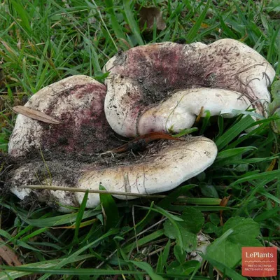 🍄 Млечник (Lactarius) — Съедобные и условно съедобные грибы, описание,  фото | LePlants.ru
