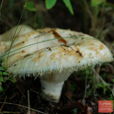 🍄 Груздь настоящий (Lactarius resimus) — Съедобные и условно съедобные  грибы, описание, фото | LePlants.ru