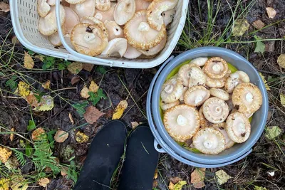 Горожане собирают грузди ведрами: где найти грибы в лесах под Тюменью в  августе 2022 года - 12 августа 2022 - 72.ru
