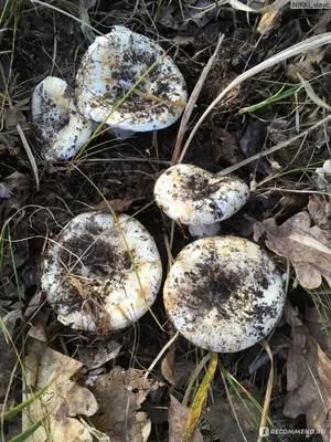 Грузди белые - «Кто со мной за грибами? Мой поход в березовый лес за  груздями» | отзывы