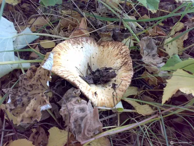 Грузди белые - «Любимые грибы! Плюс простой, быстрый и вкусный рецепт  засолки груздей» | отзывы