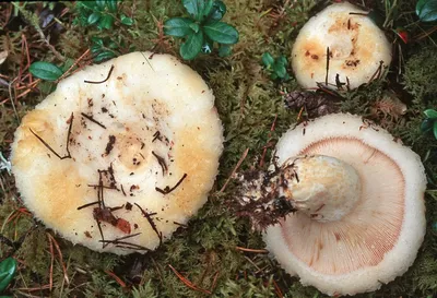 Груздь водянистозоновый (Lactarius aquizonatus) фото и описание