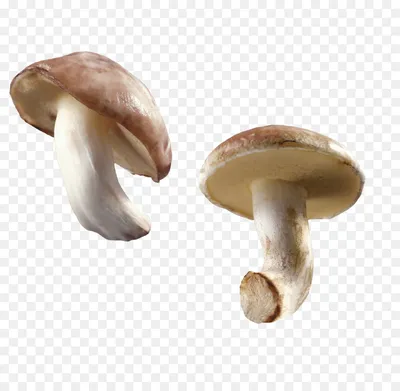 гриб, съедобный гриб, Рыжик настоящий груздь