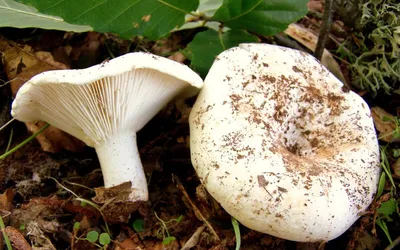 ТОП 10+ грибов, похожих на грузди белого цвета — рейтинги на VeV.ru