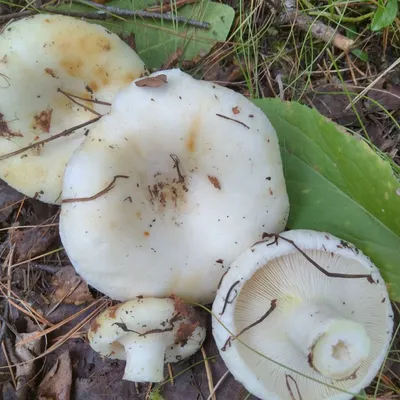 Груздь настоящий (Lactarius resimus): описание, где растет, как отличить,  фото и сходные виды