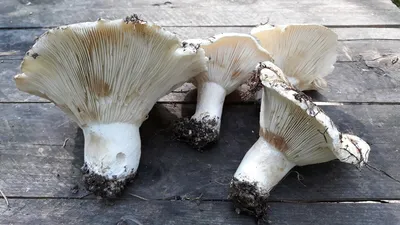 Уральские грибочки со вкусом радиации. | Сергей Белкин | Дзен