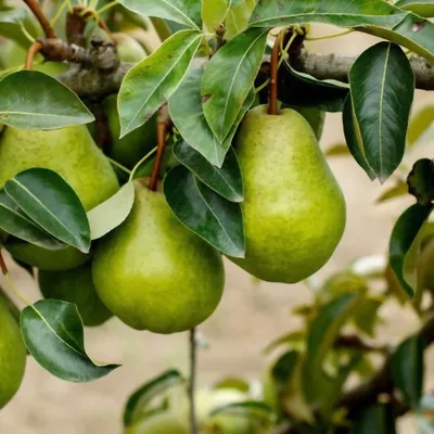 Груша \"Просто Мария\" (Pyrus communis \"Prosto Maria\") - Питомник и Садовый  центр Русские Деревья