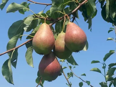 Груша Духмяная (Pyrus Dvukhmyanaja) - описание сорта, фото, саженцы,  посадка, особенности ухода. Дачная энциклопедия.