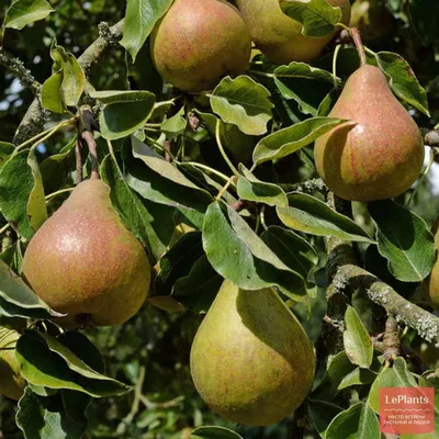 Груша обыкновенная (Pyrus communis) — описание, выращивание, фото | на  LePlants.ru