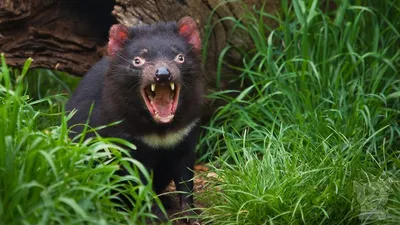 Cries of the Tasmanian Devil (Animals №8) - YouTube